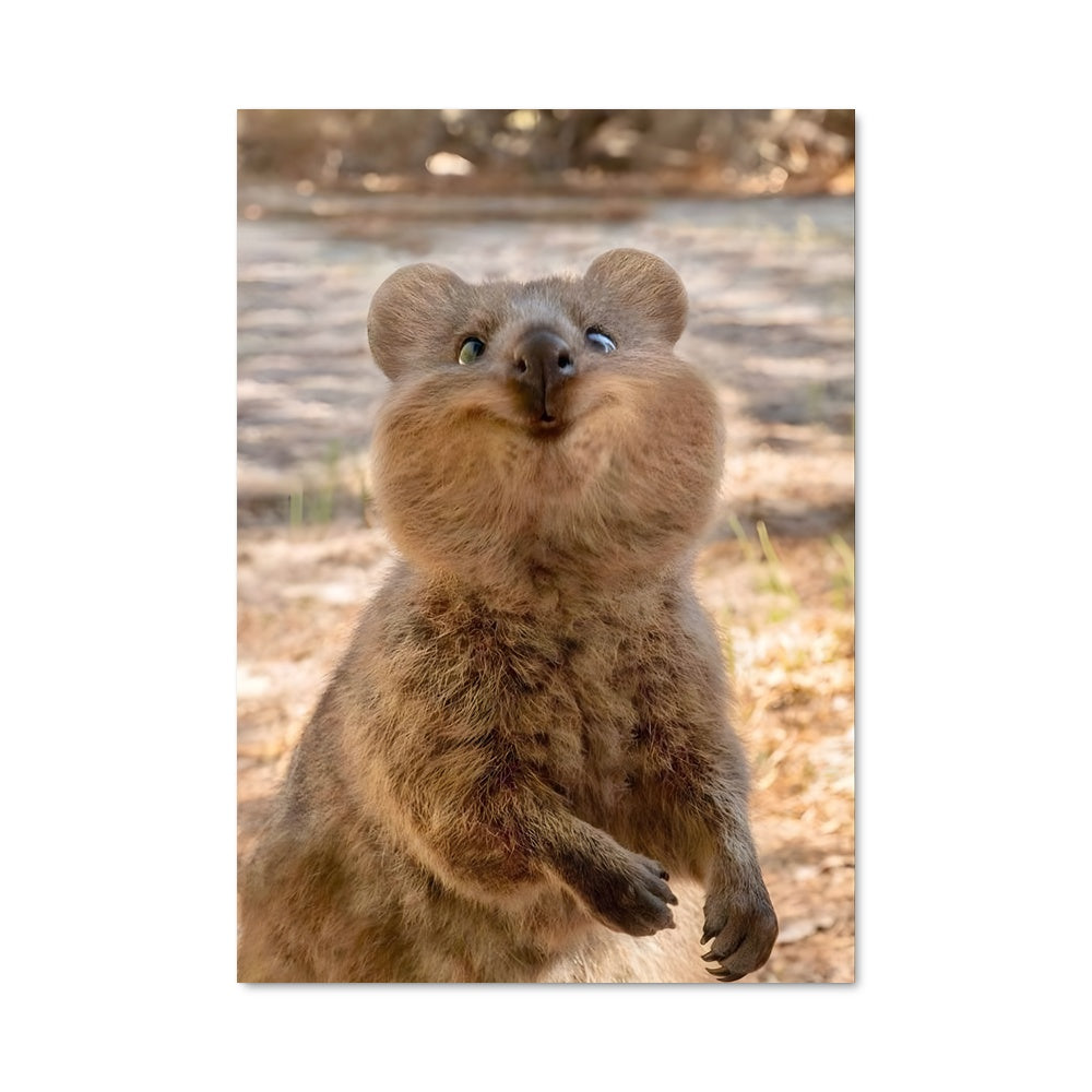 Poster Quokka Vibes
