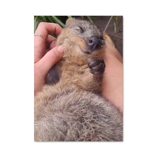 Poster Petit Quokka
