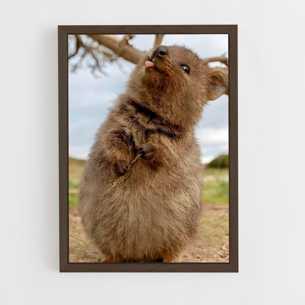 ap-quokka-3 cadre Bois foncé