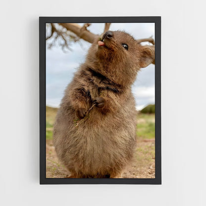 ap-quokka-3 cadre Noir