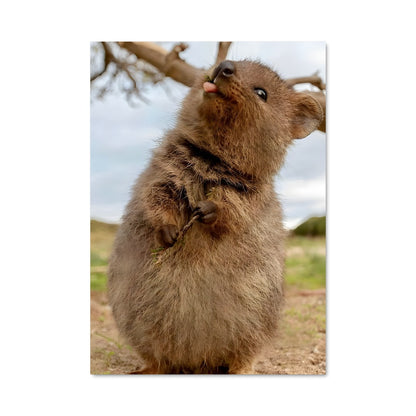 Poster Quokka Baby