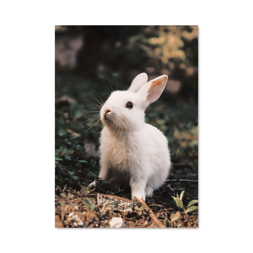 Poster Rabbit 84222