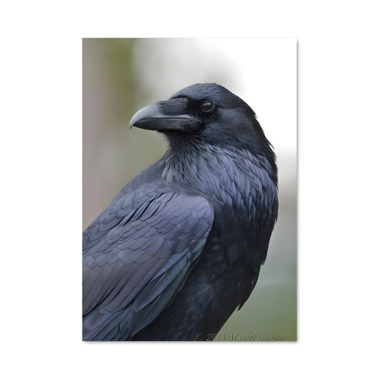 Poster Ombre de Corbeau
