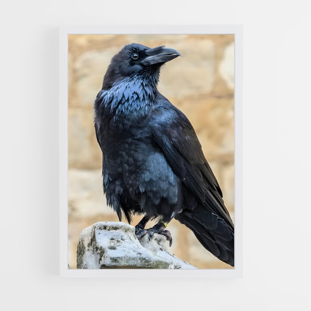 ap-raven-11 cadre Blanc