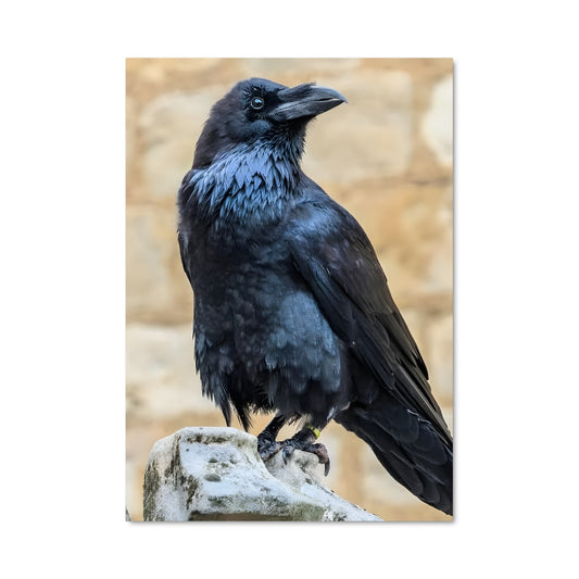 Poster Raven 84230