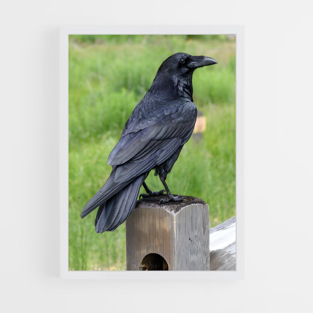 ap-raven-8 cadre Blanc