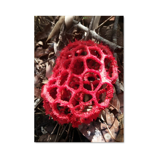 Poster Champignon Rouge Mystique