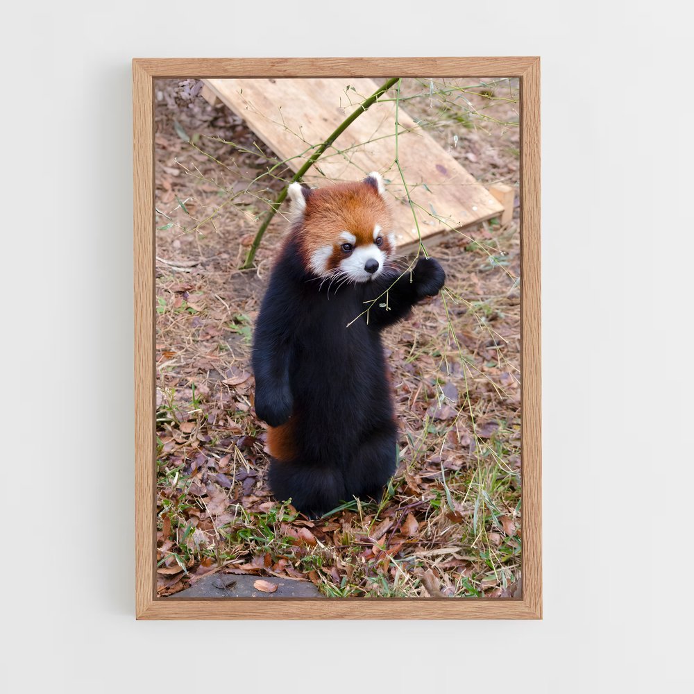 ap-red panda-5 cadre Bois clair