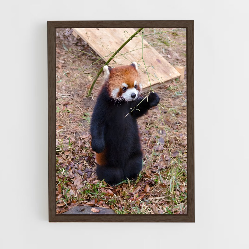 ap-red panda-5 cadre Bois foncé