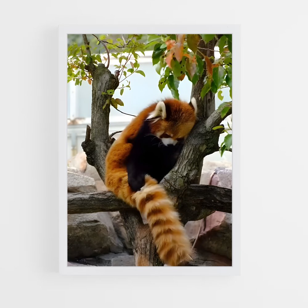 ap-red panda-7 cadre Blanc