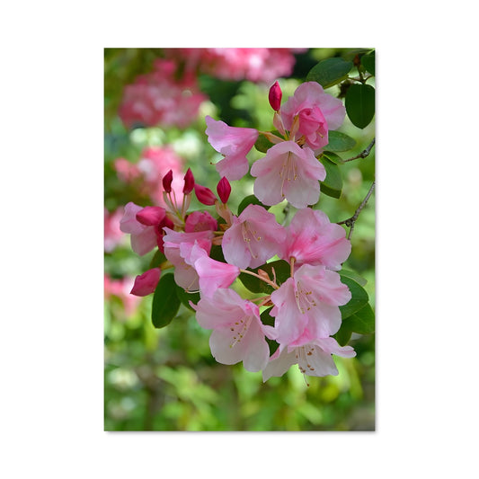 Poster Rêve de Rhododendron