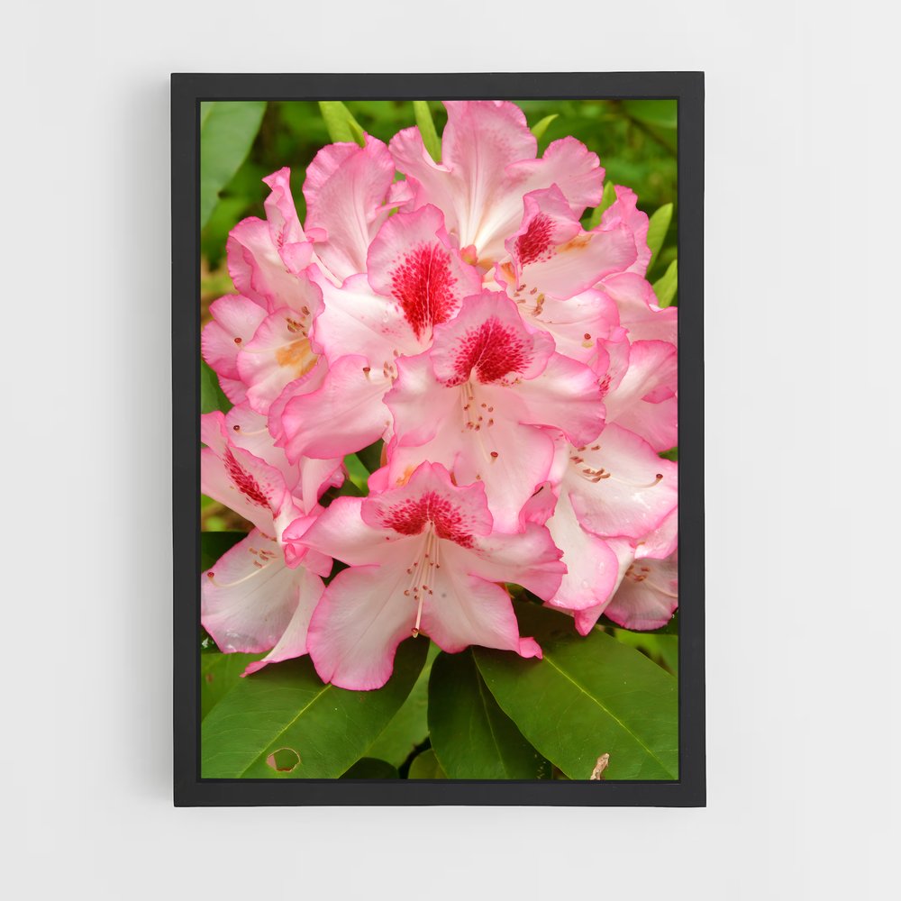 ap-rhododendron-5 cadre Noir