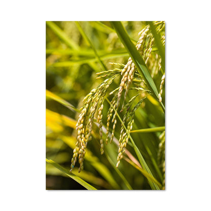 Poster Rice 96370
