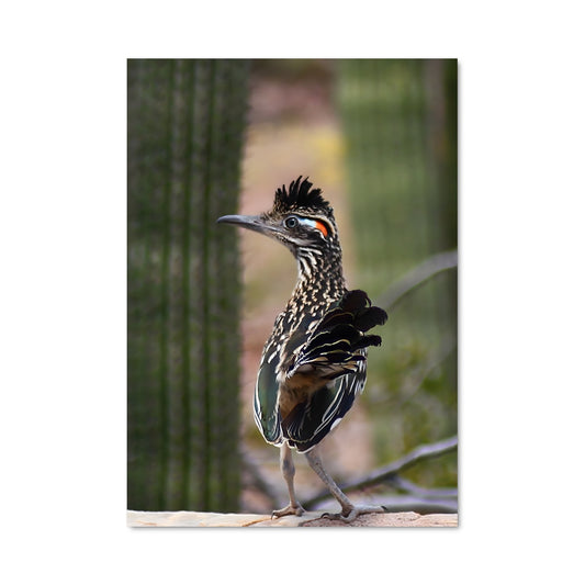 Poster Le Guépard des Roches