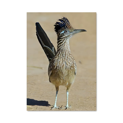 Poster Oiseau Rapide