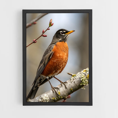 ap-robin-11 cadre Noir