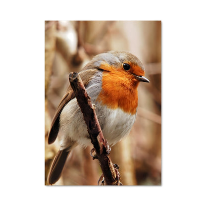 Poster Chant du Robin