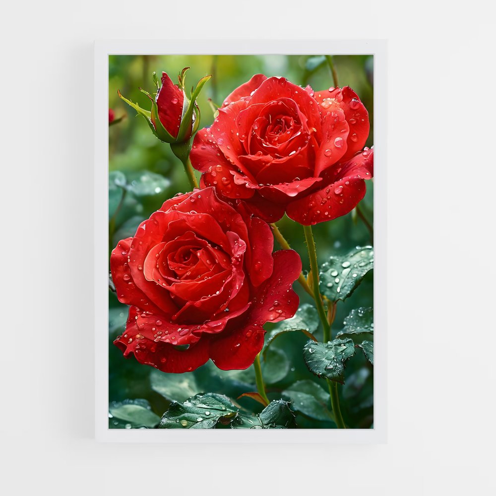 ap-rose-11 cadre Blanc