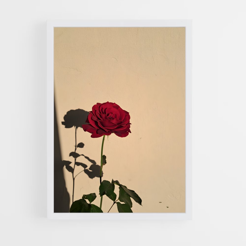 ap-rose-19 cadre Blanc