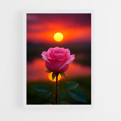 ap-rose-22 cadre Blanc