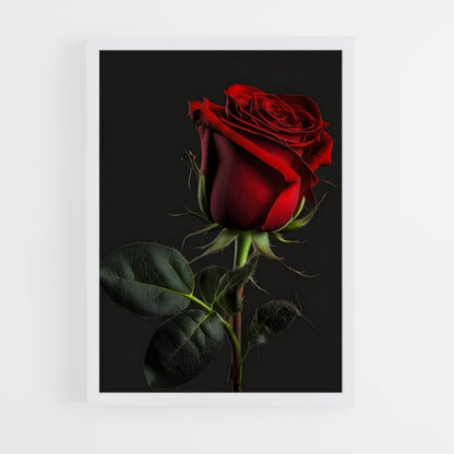ap-rose-23 cadre Blanc