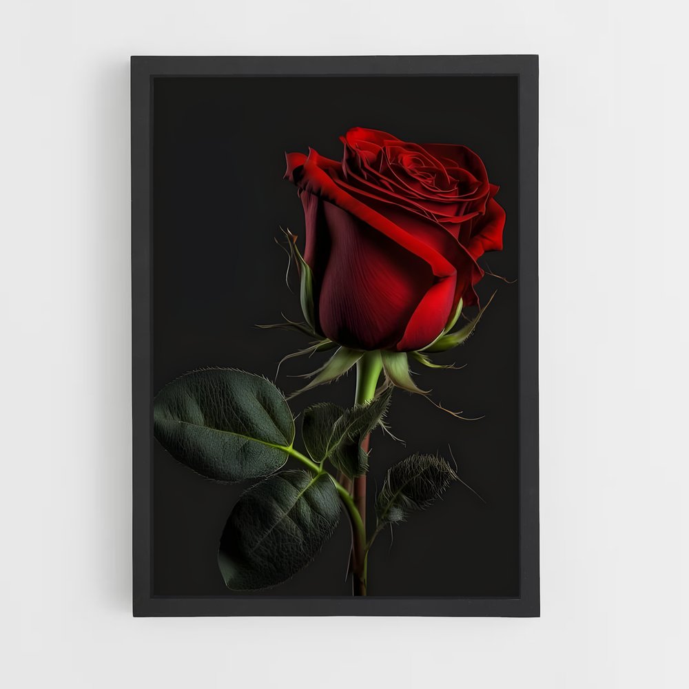 ap-rose-23 cadre Noir