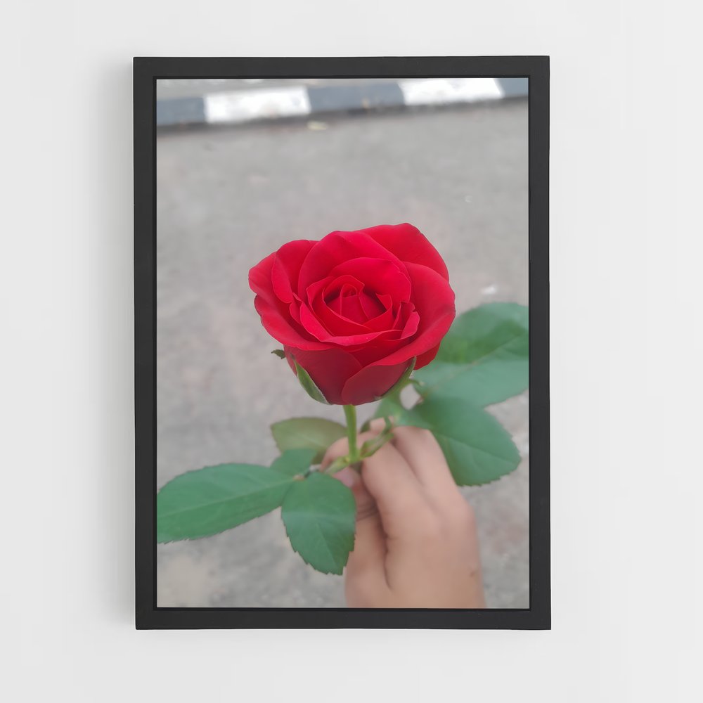 ap-rose-26 cadre Noir