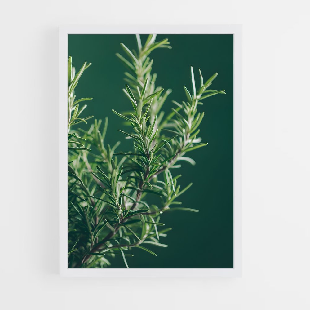 ap-rosemary-4 cadre Blanc