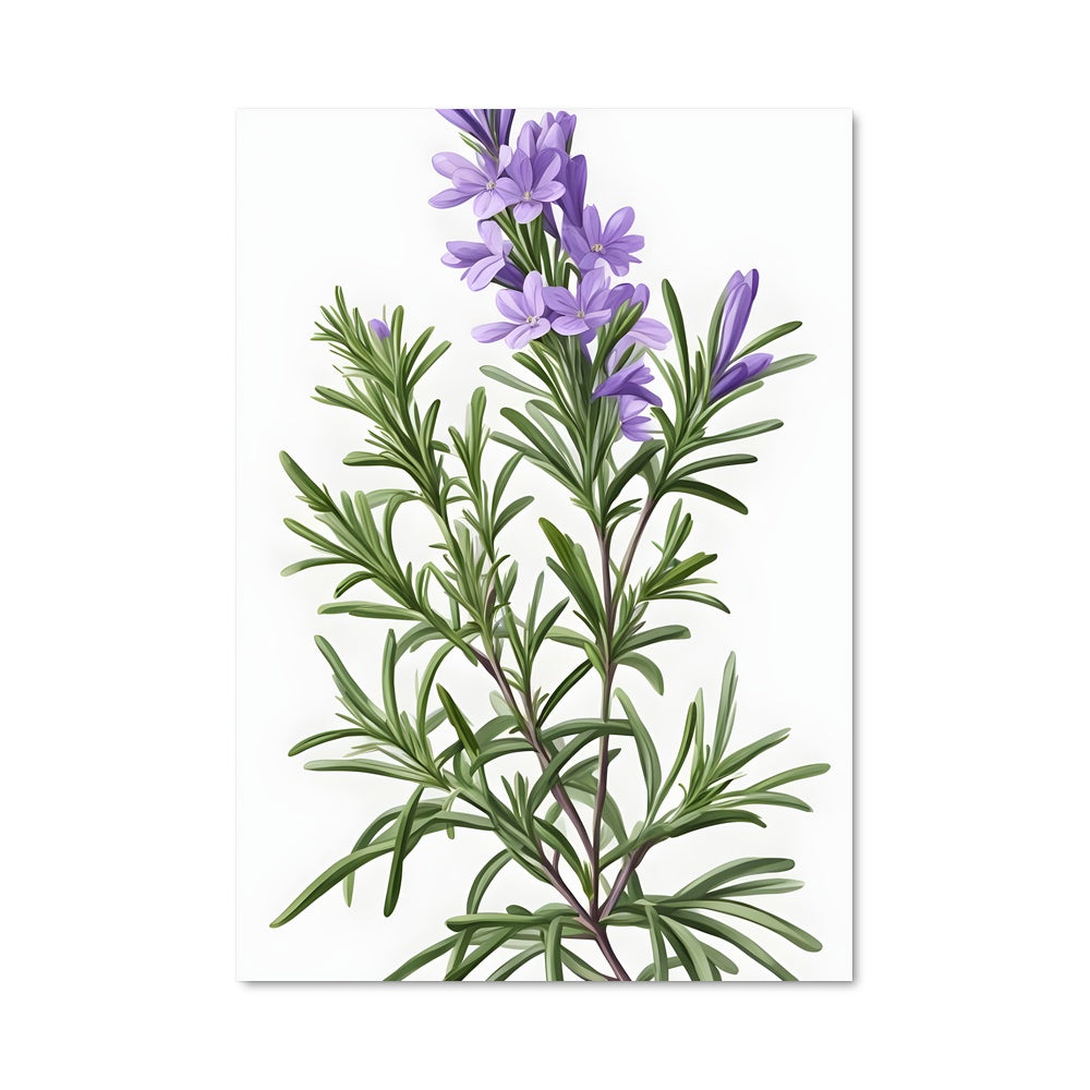 Poster Fleur de Lavender