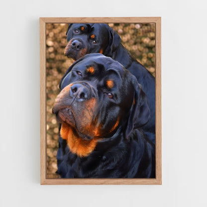 ap-rottweiler-2 cadre Bois clair