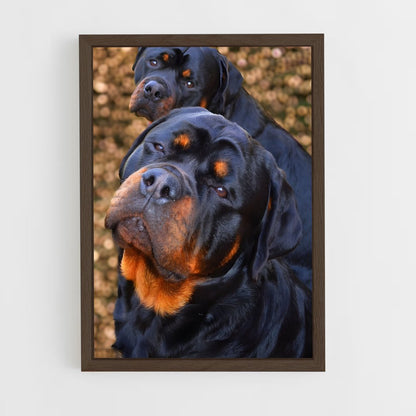 ap-rottweiler-2 cadre Bois foncé