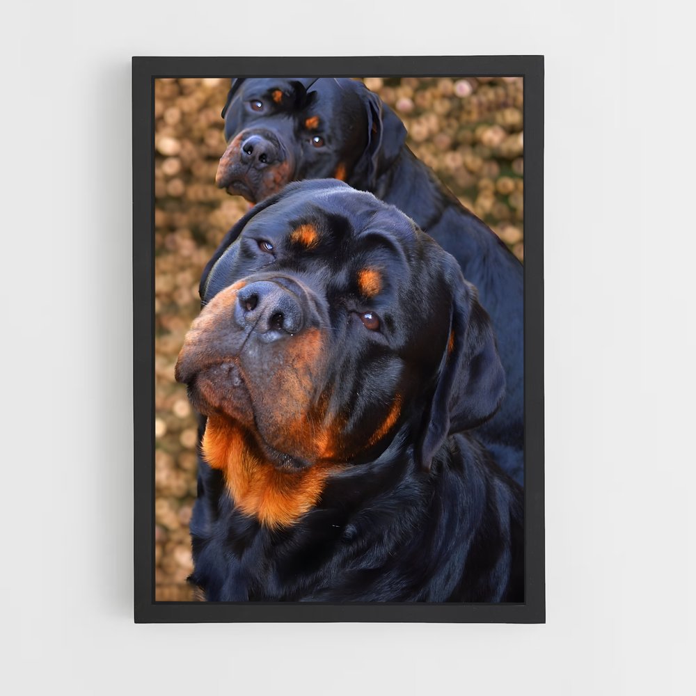ap-rottweiler-2 cadre Noir
