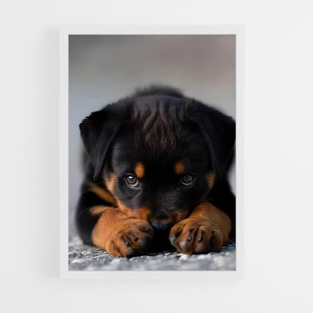 ap-rottweiler-3 cadre Blanc