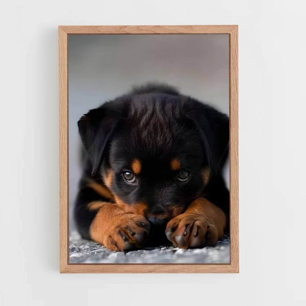 ap-rottweiler-3 cadre Bois clair