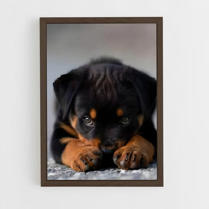 ap-rottweiler-3 cadre Bois foncé