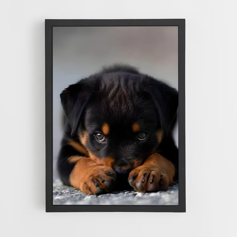 ap-rottweiler-3 cadre Noir