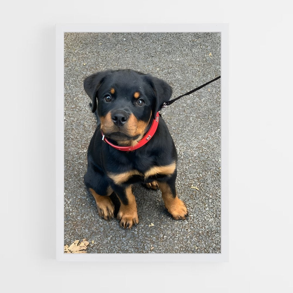 ap-rottweiler-4 cadre Blanc