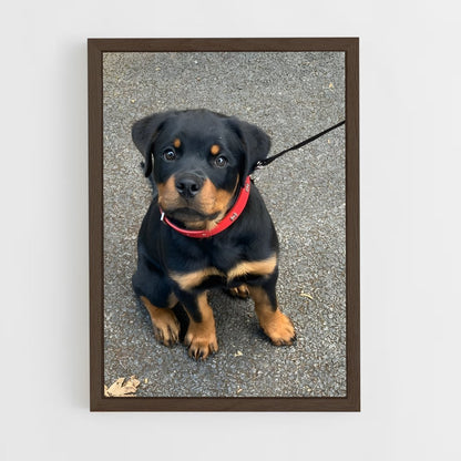 ap-rottweiler-4 cadre Bois foncé
