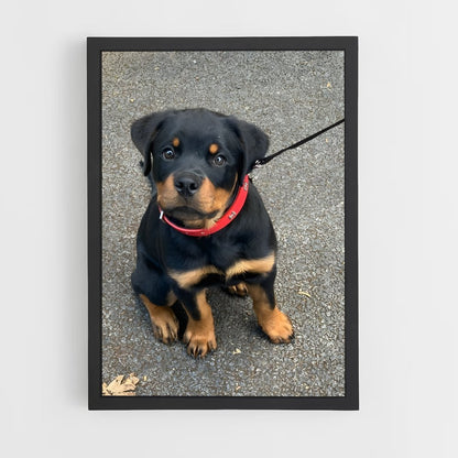 ap-rottweiler-4 cadre Noir