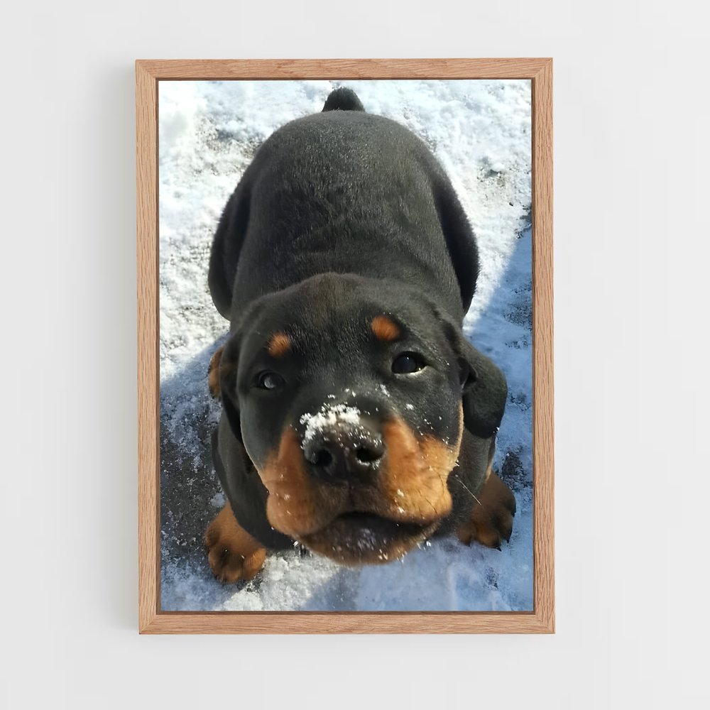 ap-rottweiler-5 cadre Bois clair