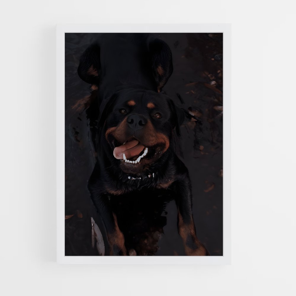 ap-rottweiler-6 cadre Blanc