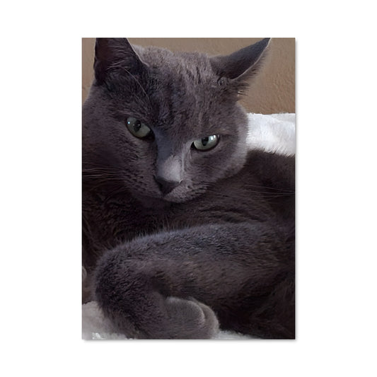 Poster Russian blue 84763