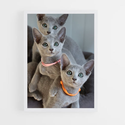 ap-russian blue-4 cadre Blanc
