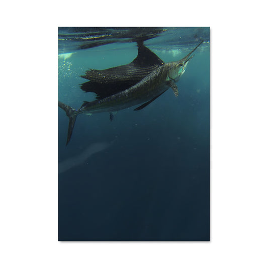 Poster Sailfish 84293