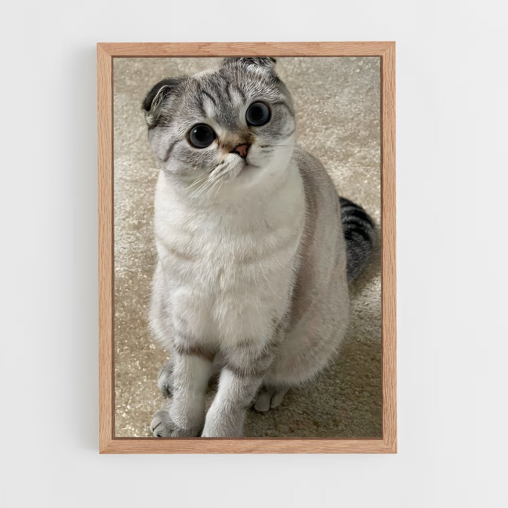 ap-scottish fold-1 cadre Bois clair