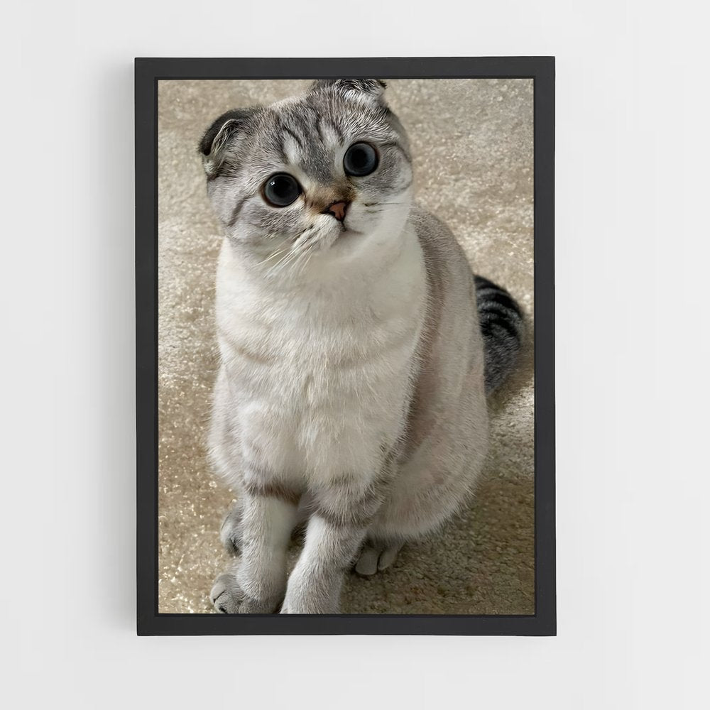 ap-scottish fold-1 cadre Noir