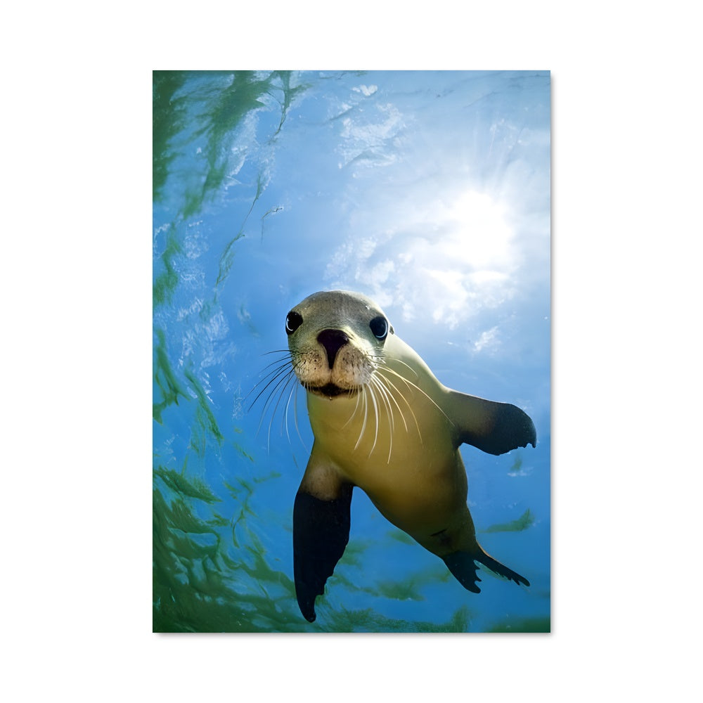 Poster Sea lion 84300