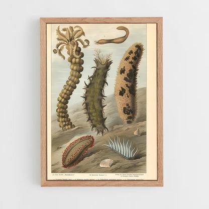 ap-sea cucumber-2 cadre Bois clair