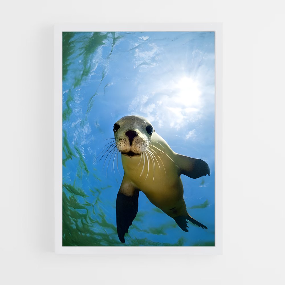 ap-sea lion-1 cadre Blanc