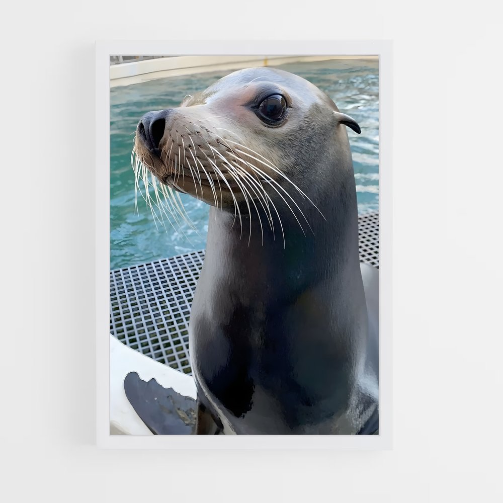 ap-sea lion-3 cadre Blanc